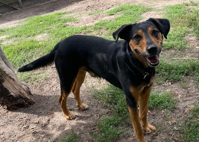 Hund, Bracken-Mix, Erwin, Tierheim Burgdorf