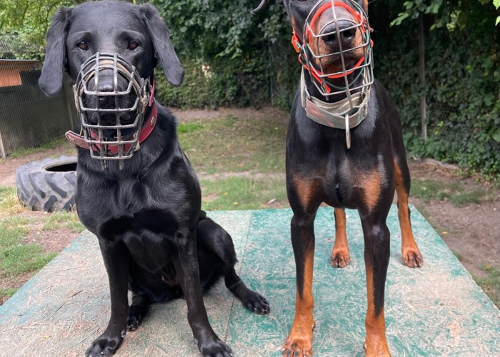 Dobermann-Hund, Caya, Tierheim Burgdorf