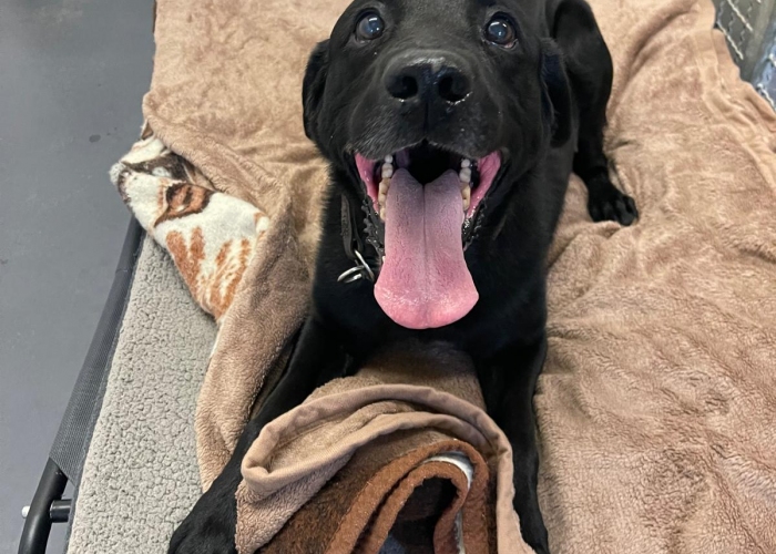 Hund, Labrador Retriever, Hunter, Tierheim Burgdorf