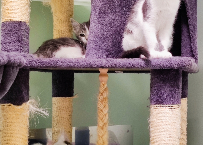 EKH-Katze, Zephyr, Rhea, Celeste, Liora, Tierheim Burgdorf