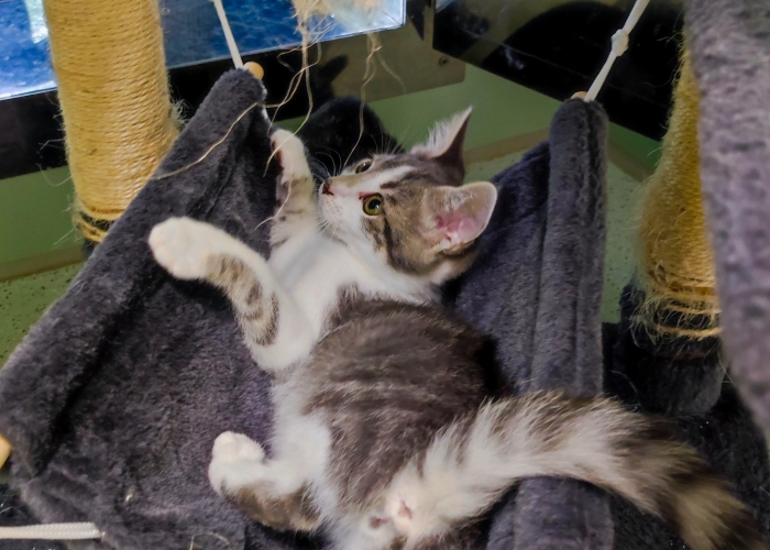 EKH-Katze, Zephyr, Rhea, Celeste, Liora, Tierheim Burgdorf