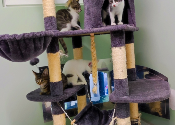 EKH-Katze, Zephyr, Rhea, Celeste, Liora, Tierheim Burgdorf