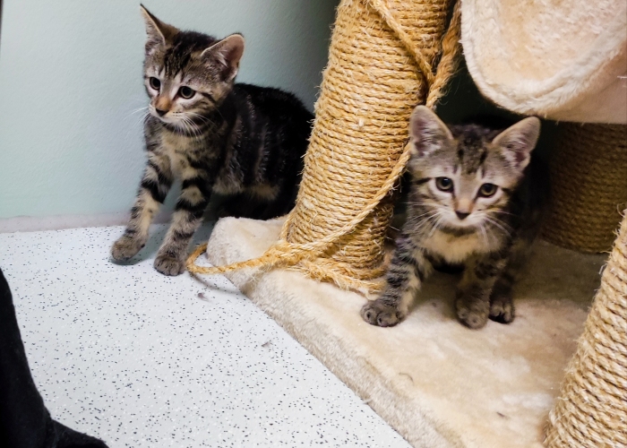 Katze, EKH, Taro, Talisa, Allegra und Aja, Tierheim Burgdorf