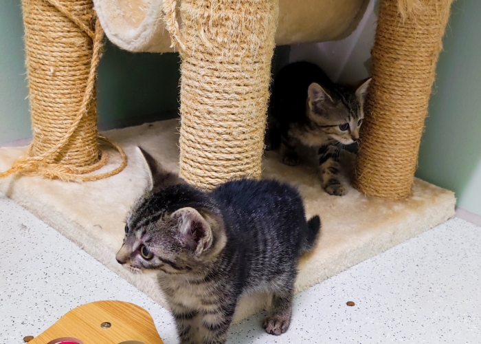EKH-Katze, Taro, Talisa, Allegra und Aja, Tierheim Burgdorf