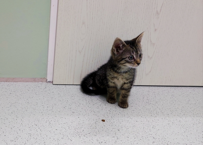 EKH-Katze, Taro, Talisa, Allegra und Aja, Tierheim Burgdorf