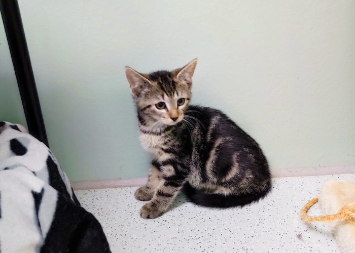 EKH-Katze, Taro, Talisa, Allegra und Aja, Tierheim Burgdorf