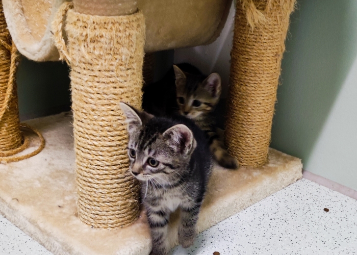EKH-Katze, Taro, Talisa, Allegra und Aja, Tierheim Burgdorf