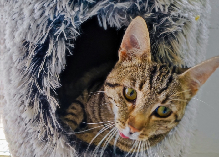 Katze, EKH, Eliot und Ernesto, Tierheim Burgdorf