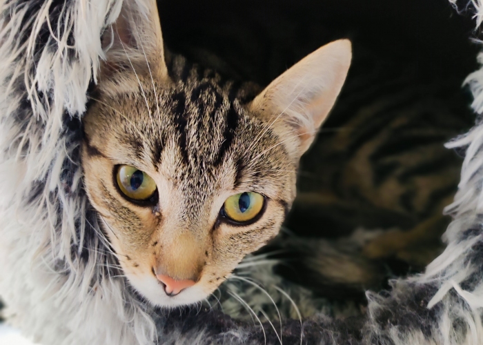 EKH-Katze, Eliot und Ernesto, Tierheim Burgdorf