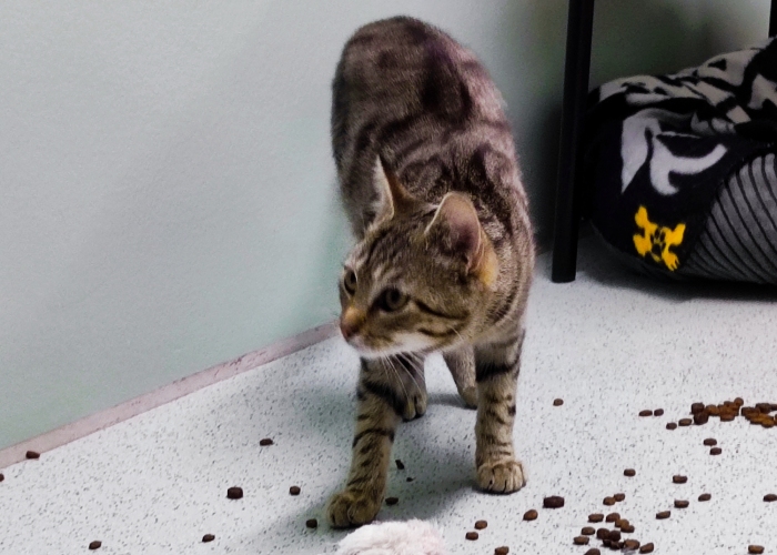 EKH-Katze, Eliot und Ernesto, Tierheim Burgdorf