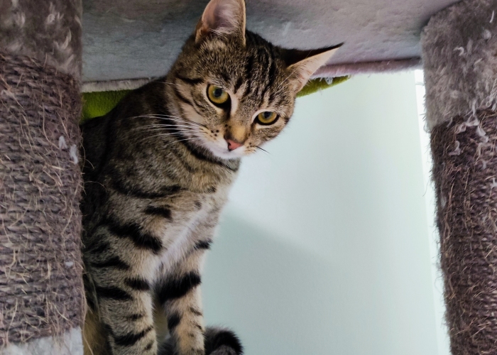 EKH-Katze, Eliot und Ernesto, Tierheim Burgdorf