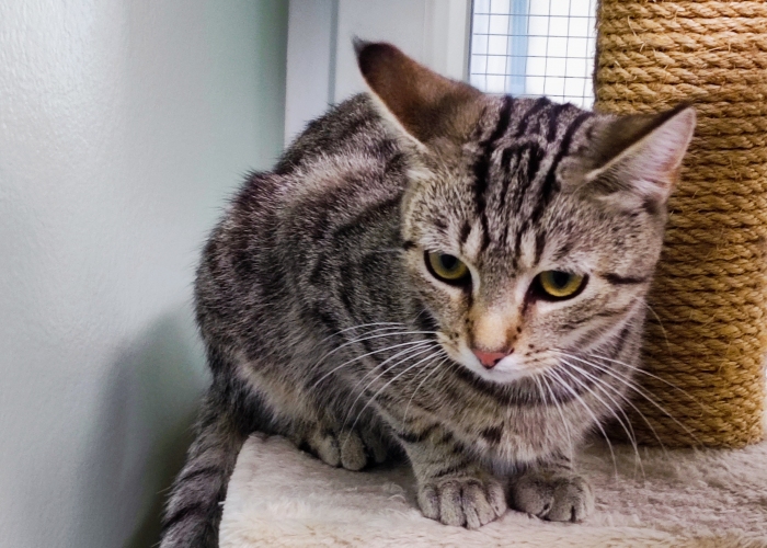 EKH-Katze, Eliot und Ernesto, Tierheim Burgdorf