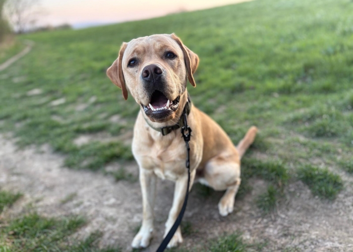 Hund, Labrador, Bert, Tierheim Burgdorf