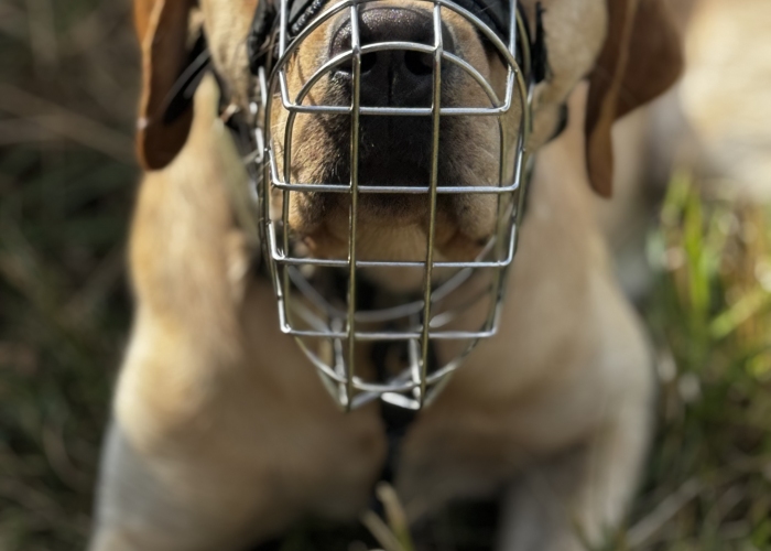Labrador-Hund, Bert, Tierheim Burgdorf
