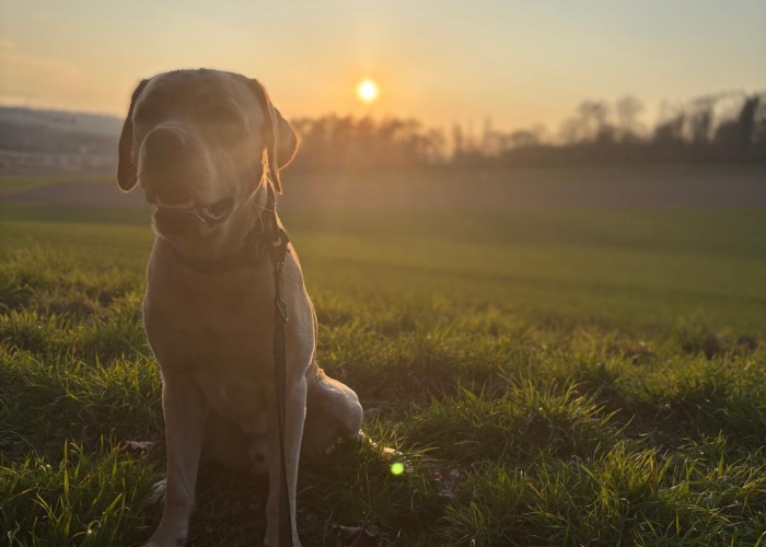 Labrador-Hund, Bert, Tierheim Burgdorf