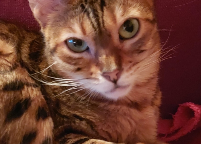 Katze, Bengalkatze o.P. (Inzucht), Ajali, Tierheim Burgdorf