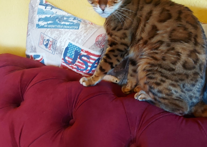 Bengalkatze o.P. (Inzucht)-Katze, Ajali, Tierheim Burgdorf