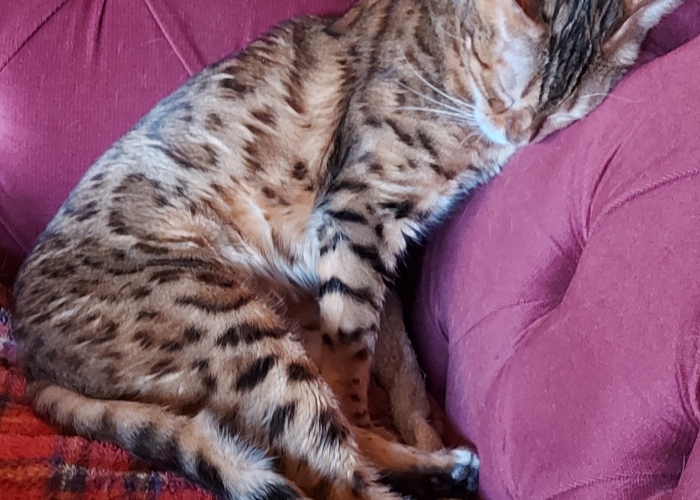 Bengalkatze o.P. (Inzucht)-Katze, Ajali, Tierheim Burgdorf