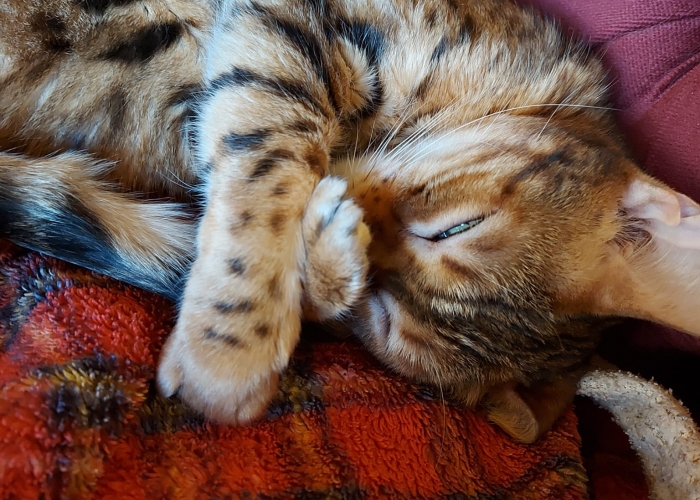 Bengalkatze o.P. (Inzucht)-Katze, Ajali, Tierheim Burgdorf