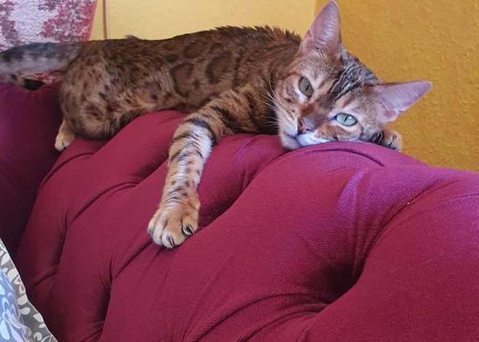 Bengalkatze o.P. (Inzucht)-Katze, Ajali, Tierheim Burgdorf