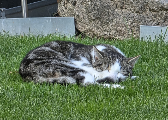 EKH-Katze, Fundkatze11.07.2025, Tierheim Burgdorf