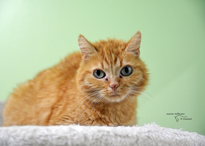 Katze, EKH, Miezi, Tierheim Burgdorf