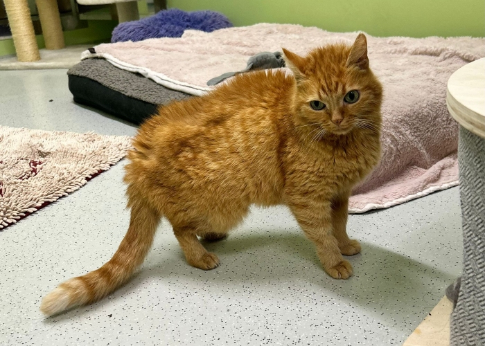 EKH-Katze, Miezi, Tierheim Burgdorf