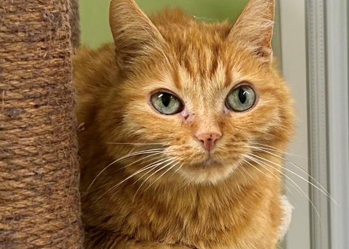 EKH-Katze, Miezi, Tierheim Burgdorf