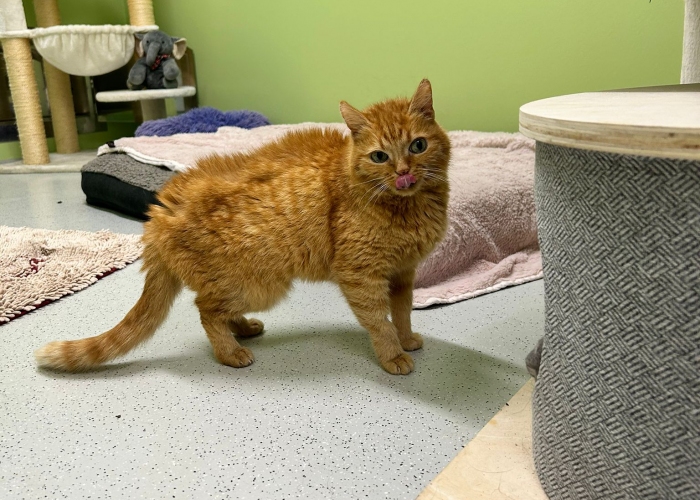 EKH-Katze, Miezi, Tierheim Burgdorf