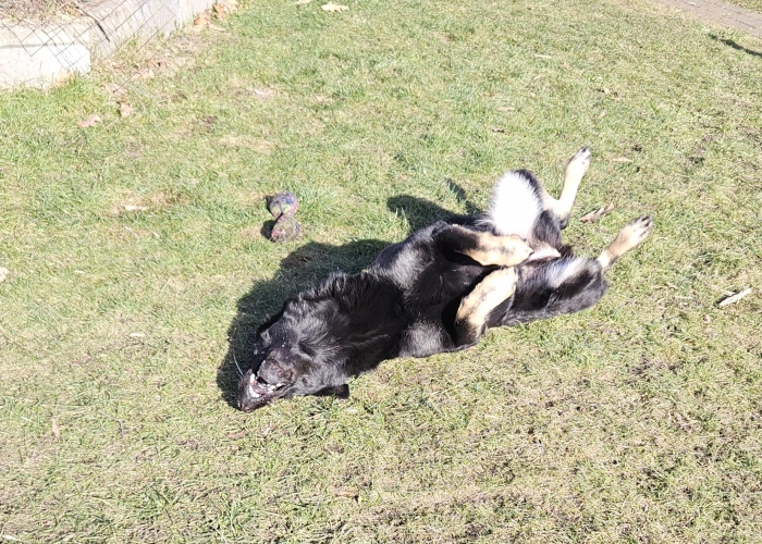 Hund, DSH, Queeni, Tierheim Burgdorf