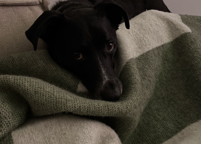 Hund, Mischling, Milo, Tierheim Burgdorf