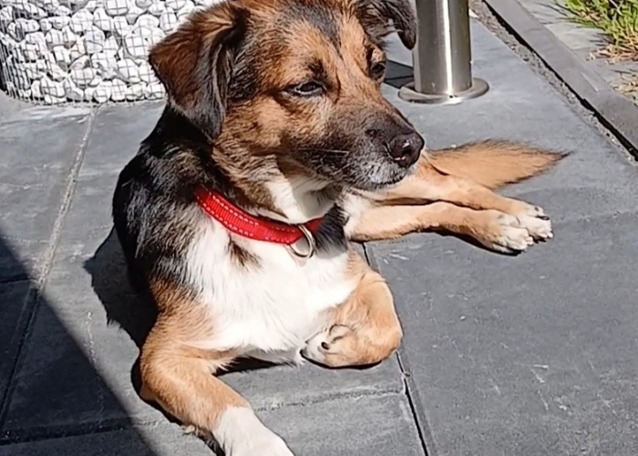 Hund, Mischling Dackel, Charly, Tierheim Burgdorf