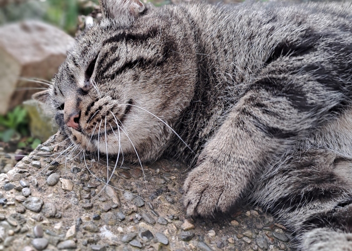 Katze, EKH, Rudi, Tierheim Burgdorf