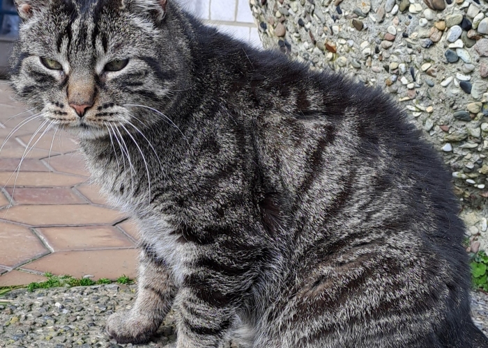EKH-Katze, Rudi, Tierheim Burgdorf
