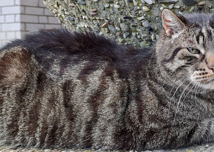 EKH-Katze, Rudi, Tierheim Burgdorf