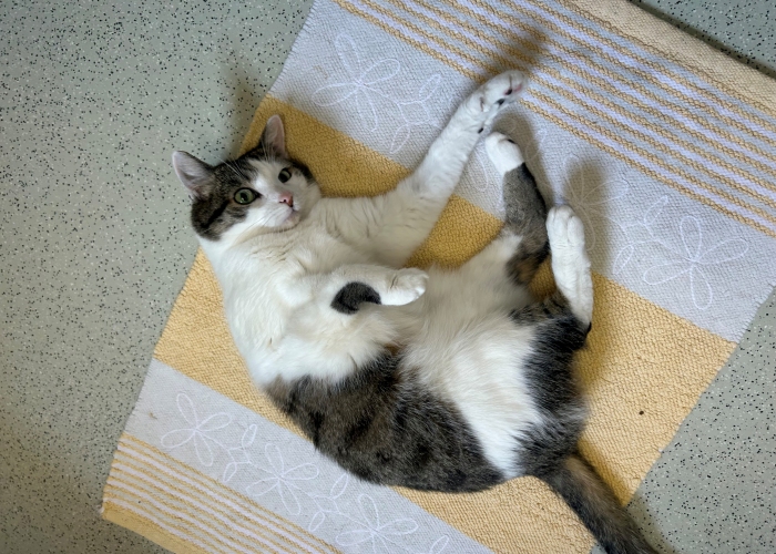 Katze, EKH, Sissi, Tierheim Burgdorf