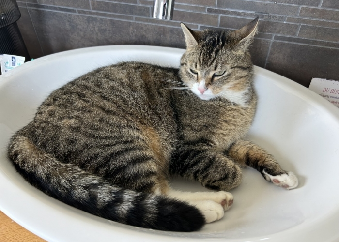 Katze, EKH, Elli, Tierheim Burgdorf
