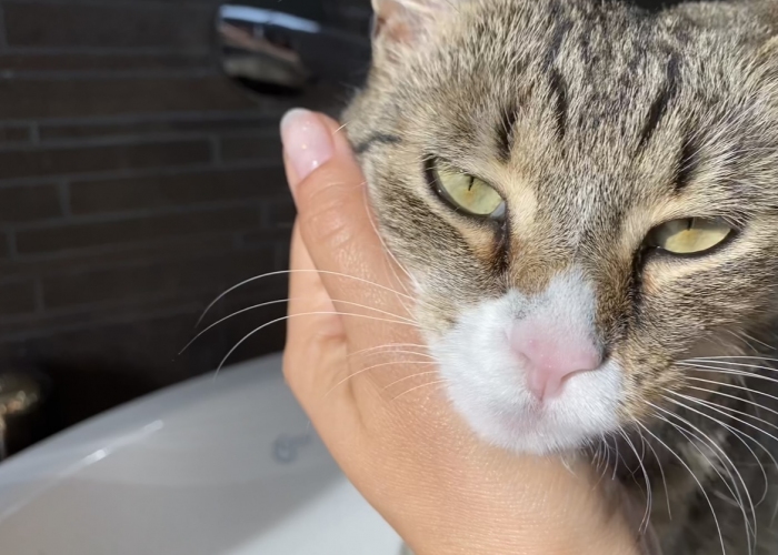 EKH-Katze, Elli, Tierheim Burgdorf