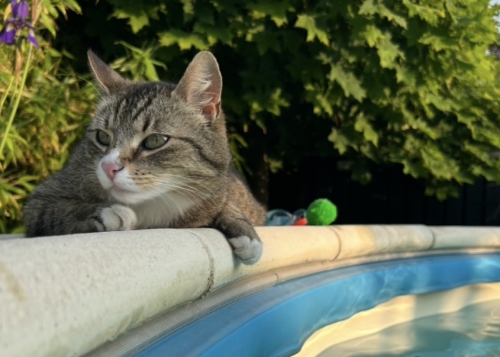 EKH-Katze, Elli, Tierheim Burgdorf