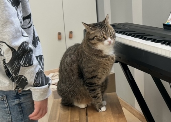 EKH-Katze, Elli, Tierheim Burgdorf
