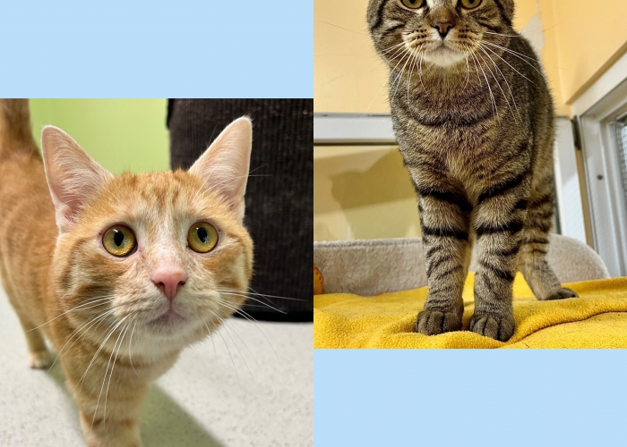 Katze, EKH-Mix, Bommel und Morty, Tierheim Burgdorf