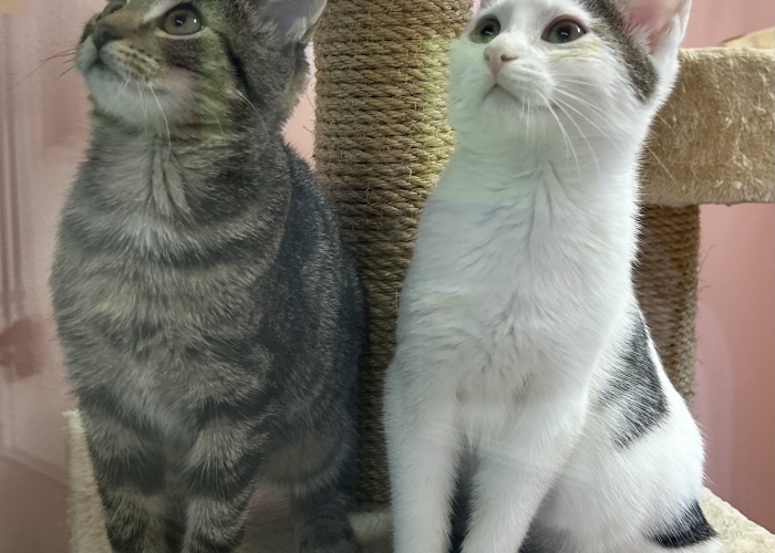 Katze, EKH, Zephyr und Rhea, Tierheim Burgdorf