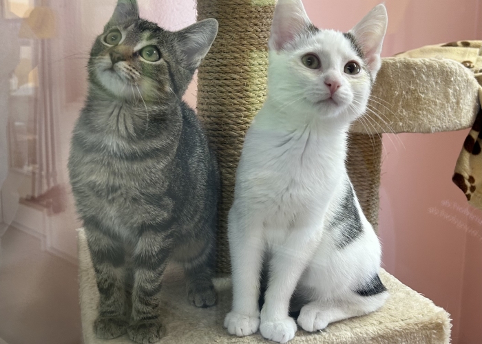 EKH-Katze, Zephyr und Rhea, Tierheim Burgdorf