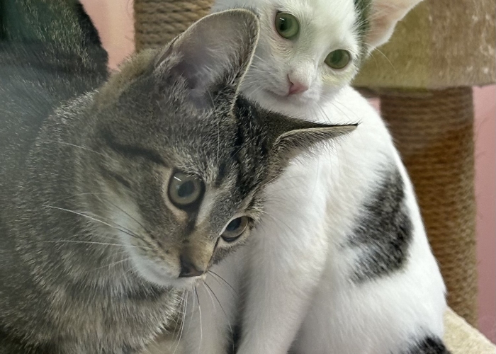 EKH-Katze, Zephyr und Rhea, Tierheim Burgdorf