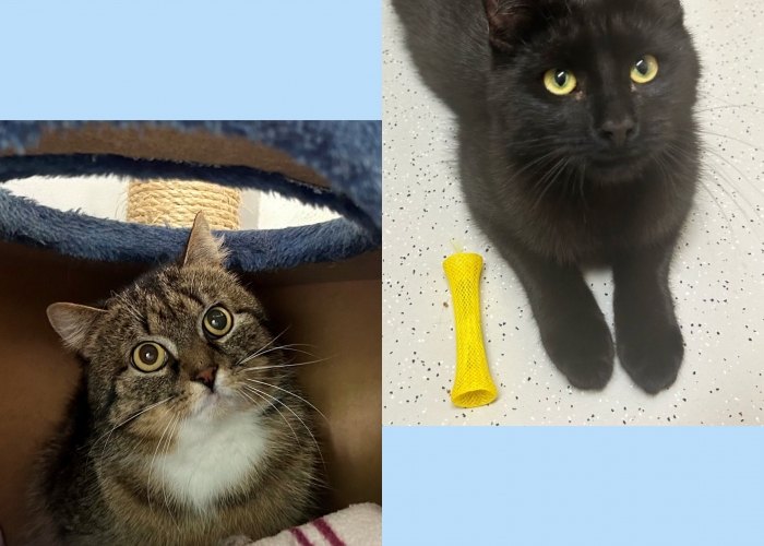 Katze, EKH, Bölge und Berto, Tierheim Burgdorf