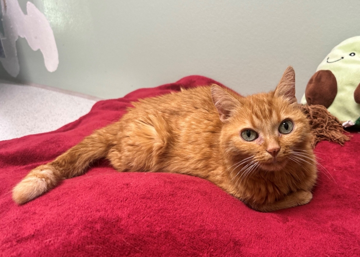Katze, EKH, Miezi, Tierheim Burgdorf