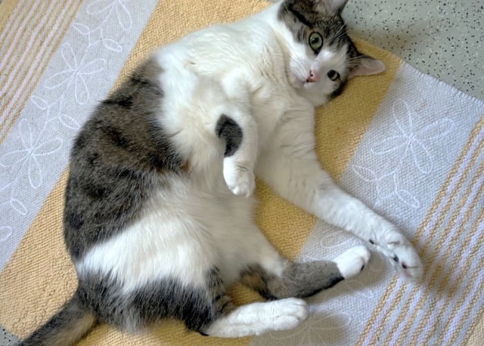 Katze, EKH, Sissi, Tierheim Burgdorf