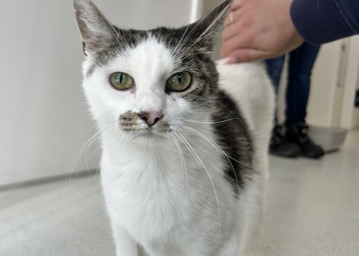 Katze, EKH, Merida, Tierheim Burgdorf