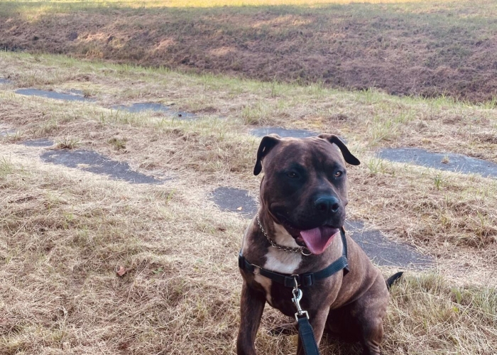 Hund, American Bulli, Elli, Tierheim Burgdorf