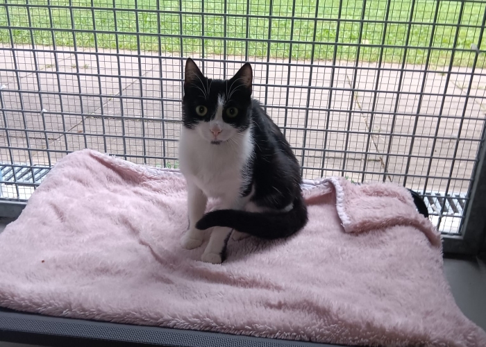 Katze, EKH, Donna, Tierheim Burgdorf